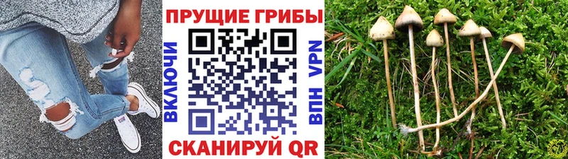 купить наркотик  блэк спрут маркетплейс  Псилоцибиновые грибы GOLDEN TEACHER  Борисоглебск 